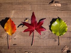 Dmuchawa do liści Husqvarna – skuteczne porządki w ogrodzie bez wysiłku