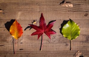 Dmuchawa do liści Husqvarna – skuteczne porządki w ogrodzie bez wysiłku