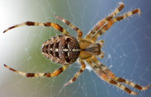 Sklep z ptasznikami – jak zacząć przygodę z egzotycznymi pająkami?